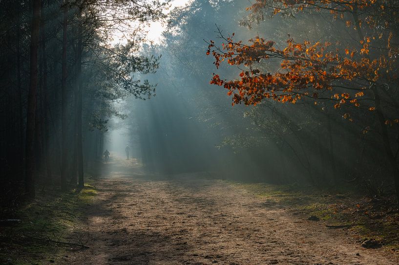 Sonnenharfen im Herbst von Richard Van Setten