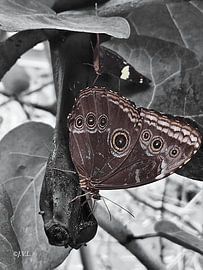 Mystik in Schwarz von Joanne Verbeek-Louhenapessy
