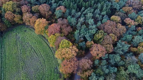 Tilburg forest | Autumn #2