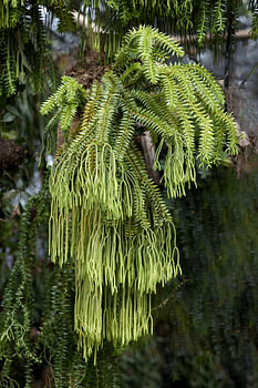 Coarse Tassel Fern ( Huperzia phlegmaria )