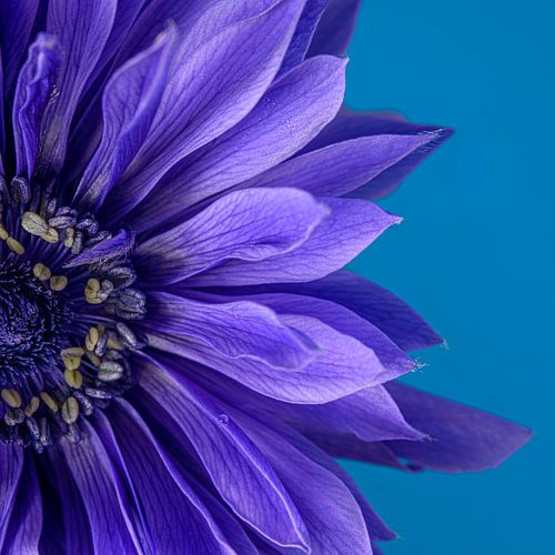 Vierkantje met een blauw - paarse anemoon