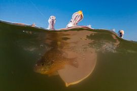 Dalmatian Pelican fishing