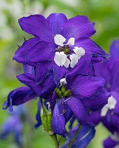 Rittersporn, Delphinium elatum