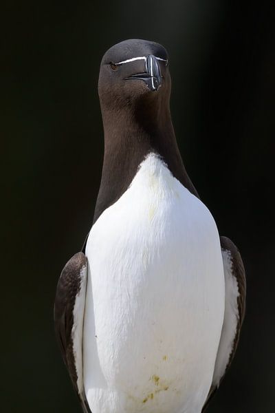 Alk by Peter van Ooijen