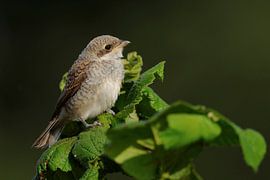 Red-backed shrike ( Lanius collurio ), young bird, fledgling, perched on top of a hedge waiting for 