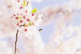 Bloesem  sur Maria Nevels