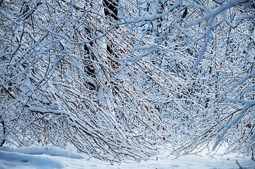 Takken van Léontine Lamers