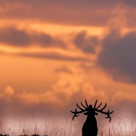cerf rouge au coucher du soleil sur Dirk jan Duits