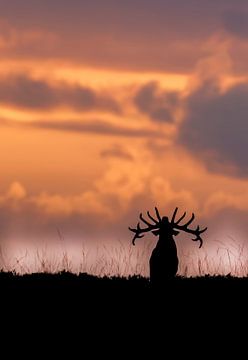 burling red deer at sunset by Dirk jan Duits