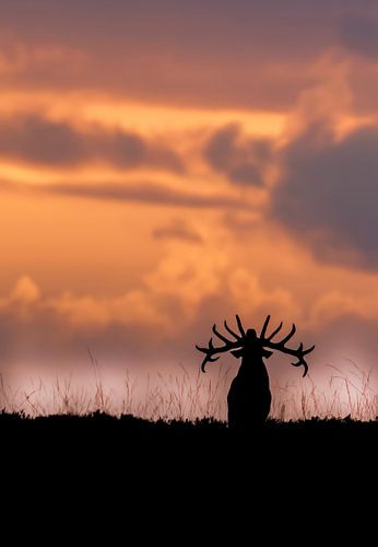 burling red deer at sunset by Dirk jan Duits