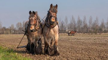 Trekpaarden voorjaarswerkzaamheden by Bram van Broekhoven