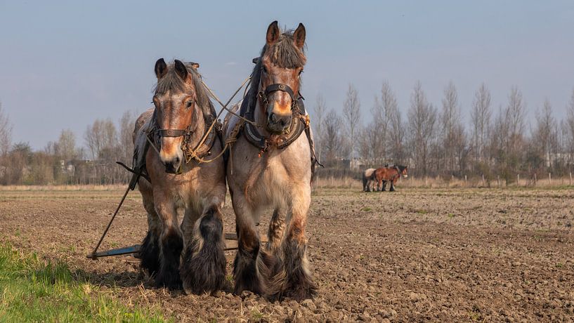 Trekpaarden voorjaarswerkzaamheden von Bram van Broekhoven