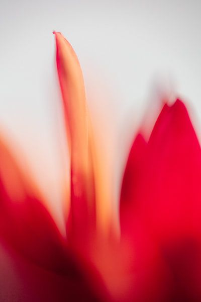 Orange dahlia by Sigrid Olschinski