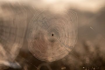 Spinnenweb met dauwdruppels van Kim de Groot
