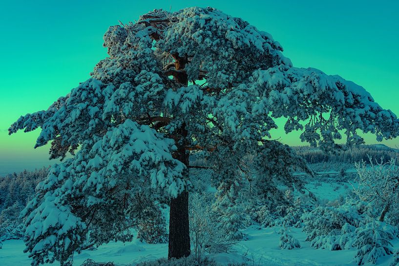 Verschneiter Baum in einer winterlichen Berglandschaft von André Post