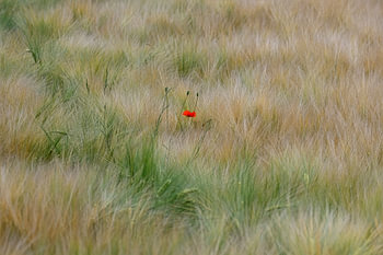 Poppy in a wheat field