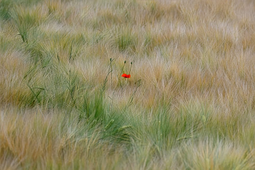 Poppy in a wheat field