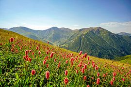 Berg und Gletscher in Georgien bei Ushguli von Leo Schindzielorz