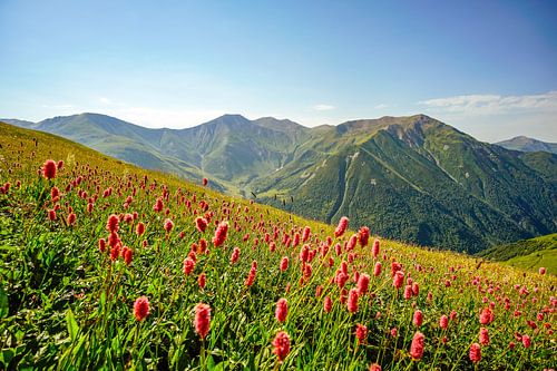 Berg en gletsjer in Georgië bij Ushguli
