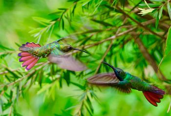 Kolibri in seinem natürlichen Lebensraum in Trinidad und Tobago