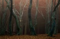 Speulderbos, het bos van de dansende bomen par Martin Podt Aperçu