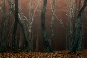 Speulderbos, het bos van de dansende bomen van Martin Podt