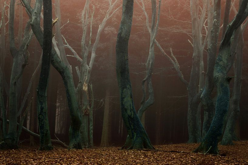 Speulderbos, het bos van de dansende bomen par Martin Podt