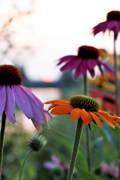 Flowers by Christel Smits