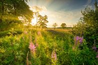Een veld met Wilgenroosjes bloemen in zomer in Drenthe met prachtig licht. van Bas Meelker thumbnail