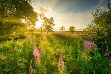 Een veld met Wilgenroosjes bloemen in zomer in Drenthe met prachtig licht.