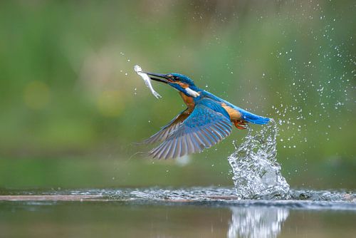 Martin-pêcheur avec un poisson capturé.