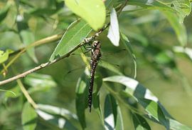 Herbst Mosaikjungfer