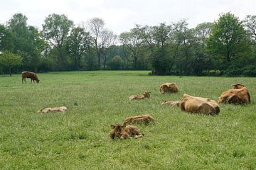 Kuh Siesta von Herman Peters