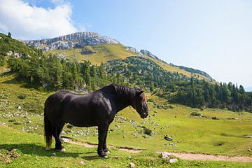 zwart noorderpaard in alpenlandschap van SusaZoom