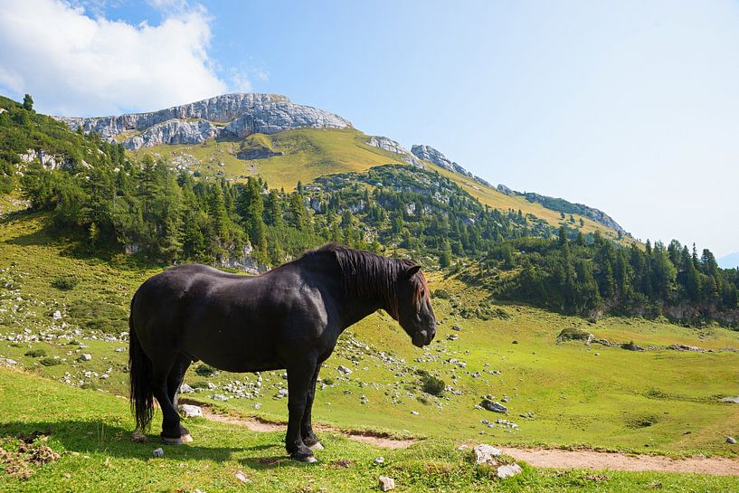 cheval noir nordique dans un paysage alpin par SusaZoom