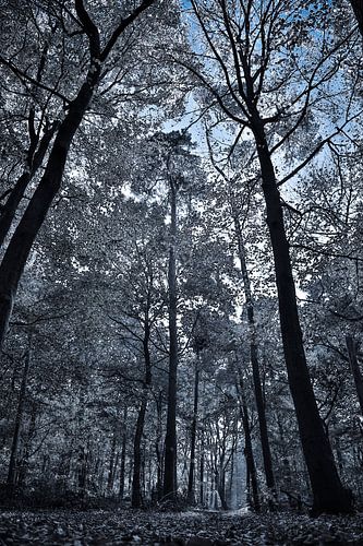 Frozen forest 