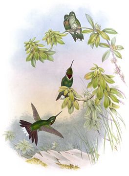 White-Tip, John Gould van Hummingbirds