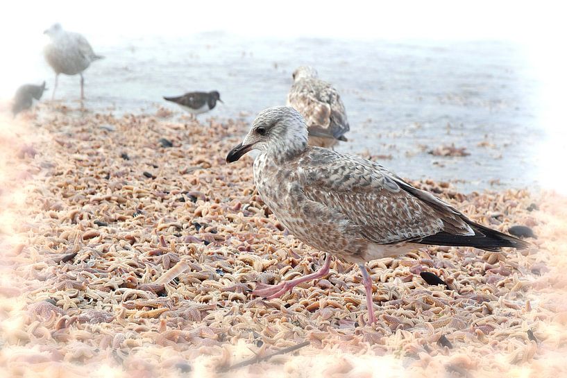 Zeebanket, zeesterren, Starfish, Seagull par Yvonne Balvers