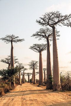Laan van de Baobabs by Dennis van de Water