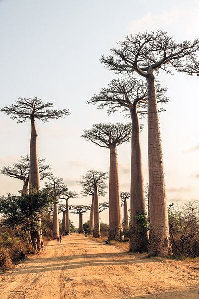 Laan van de Baobabs van Dennis van de Water