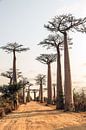 Laan van de Baobabs von Dennis van de Water Miniaturansicht