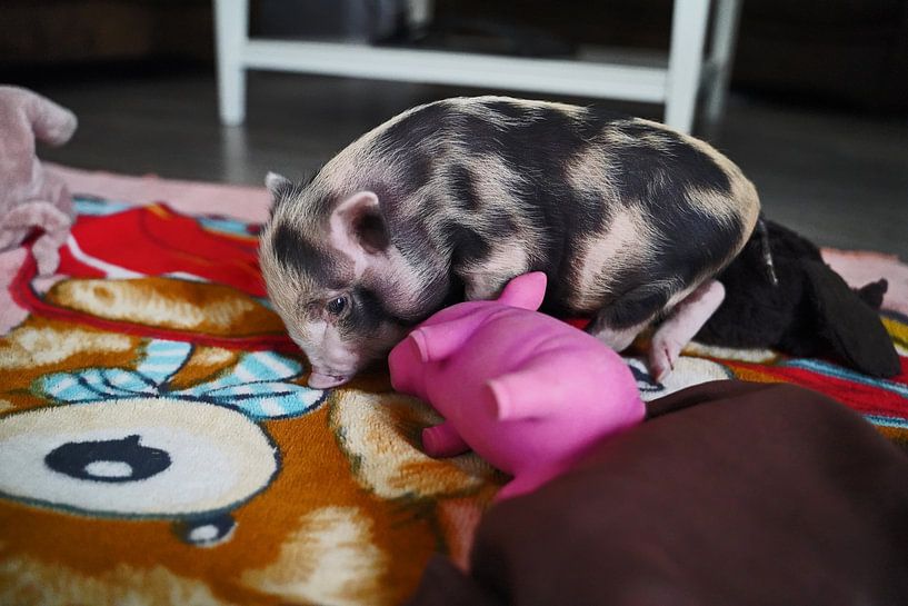 geschecktes Minischweinchen in Handaufzucht von Babetts Bildergalerie