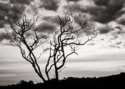 Zonsondergang nr. 20 BW van Adriano Oliveira thumbnail