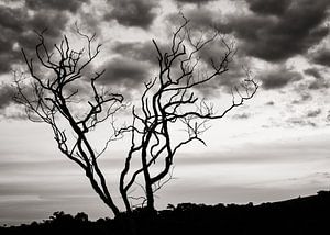 Sunset no. 20 BW