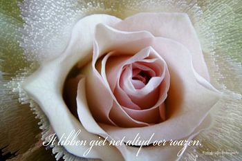 Roos - Roze Roos - Fryske spreuk - 