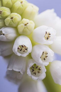 Het witte druifje van Marjolijn van den Berg