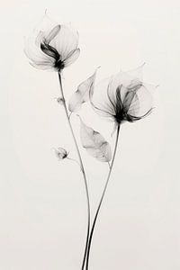 Transparent Botanic No 7