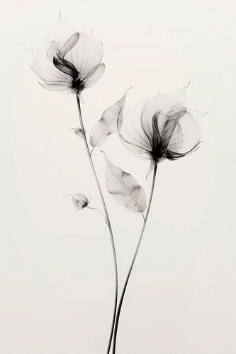 Transparent Botanic No 7