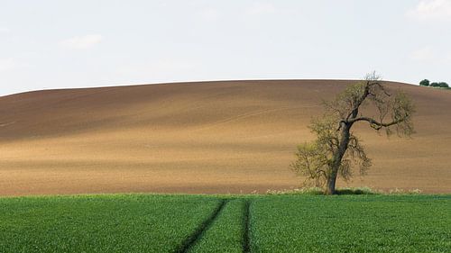 Eenzame boom op het platteland