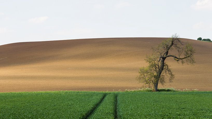 Lonely tree in the countryside by RH Fotografie